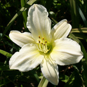 Dad's Best White Daylily from Oakes Daylilies