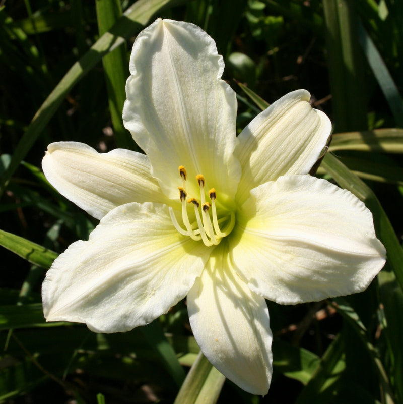Dad's Best White Daylily from Oakes Daylilies