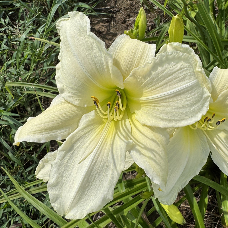 Dad's Best White Daylily from Oakes Daylilies