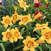Dainty Eyes Daylily from Oakes Daylilies