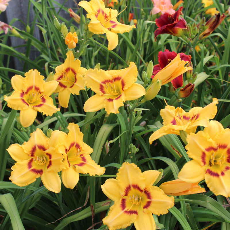 Dainty Eyes Daylily from Oakes Daylilies