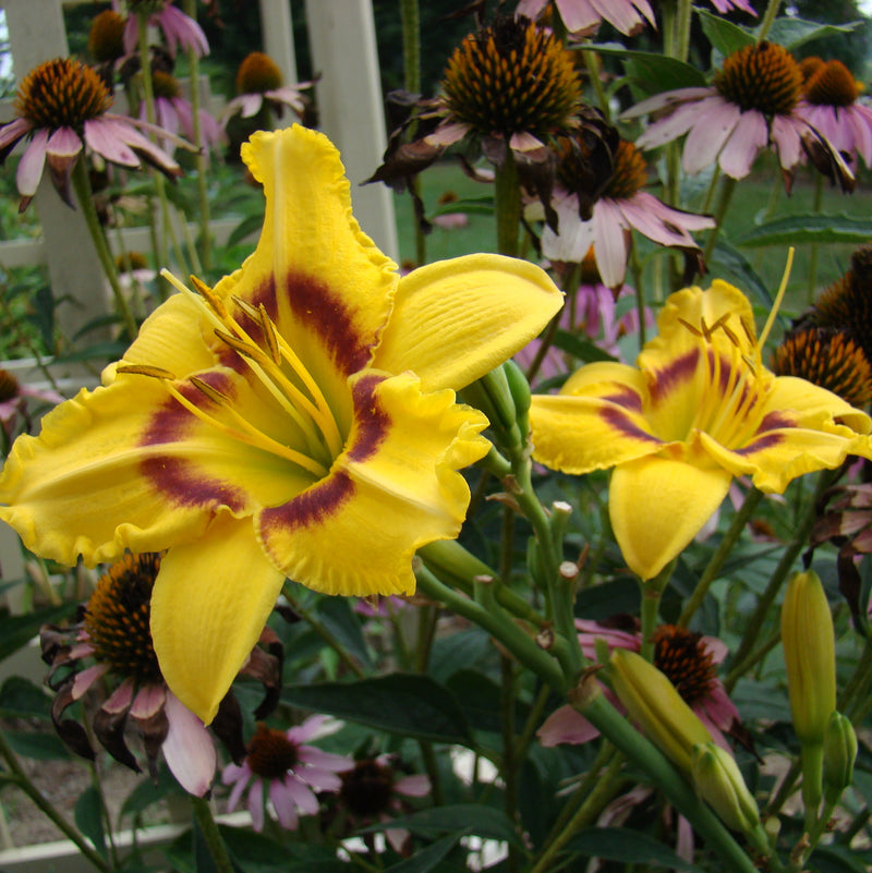 Dainty Eyes Daylily from Oakes Daylilies
