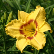Dainty Eyes Daylily from Oakes Daylilies