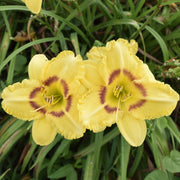Dainty Eyes Daylily from Oakes Daylilies