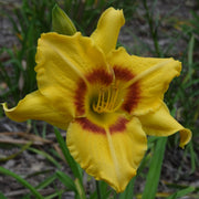 Dainty Eyes Daylily from Oakes Daylilies