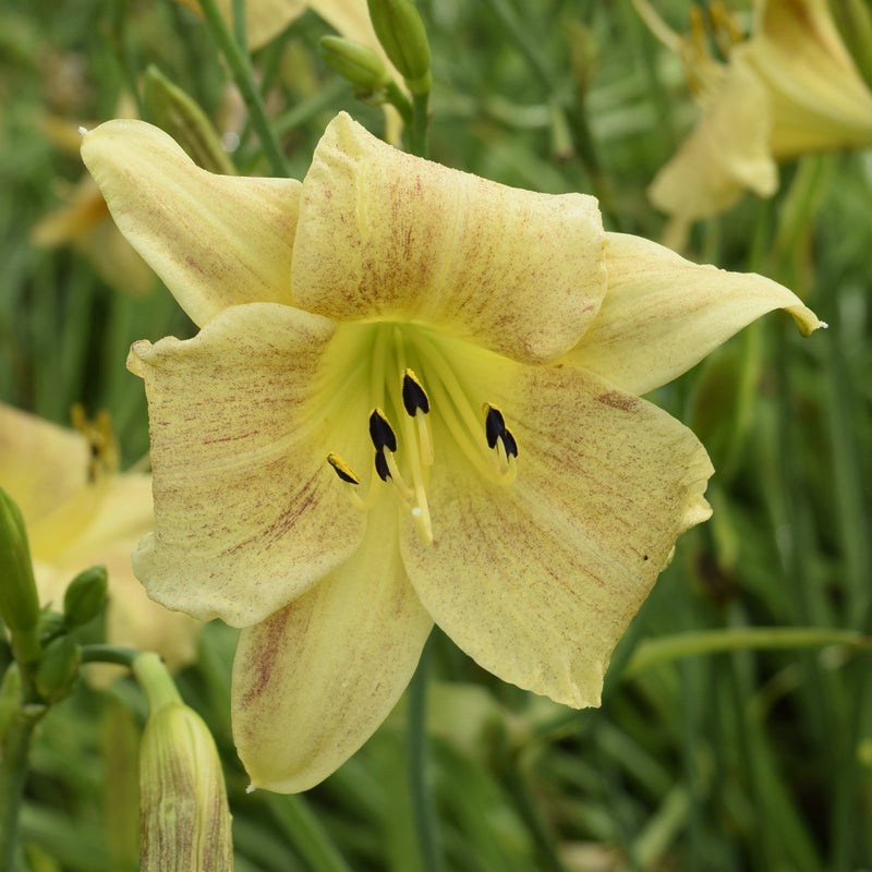 Dappled Dynamo Daylily from Oakes Daylilies