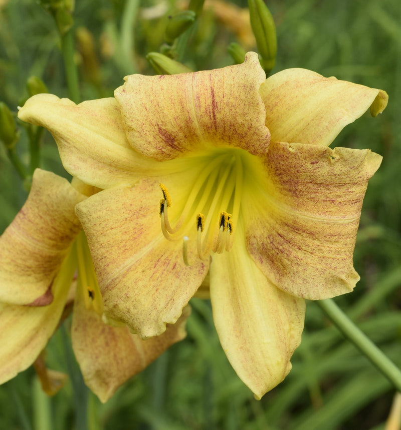 Dappled Dynamo Daylily from Oakes Daylilies