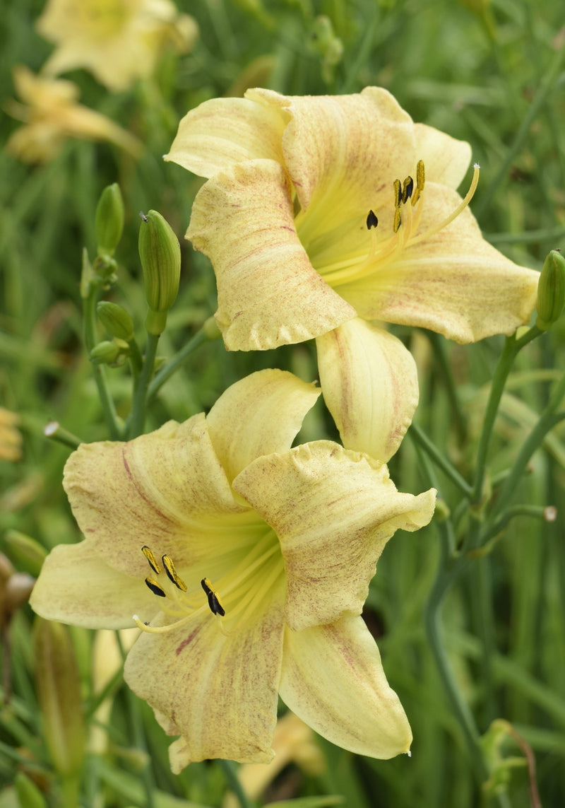Dappled Dynamo Daylily from Oakes Daylilies