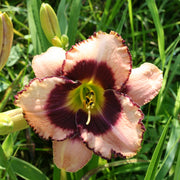 Daring  Deception Daylily from Oakes Daylilies