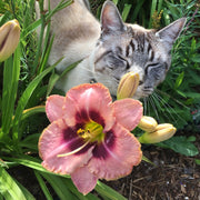 Daring  Deception Daylily from Oakes Daylilies