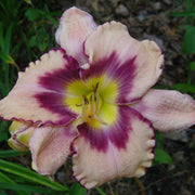 Daring  Deception Daylily from Oakes Daylilies