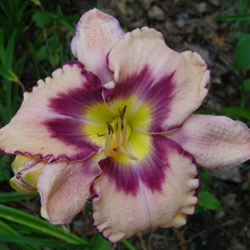 Daring  Deception Daylily from Oakes Daylilies