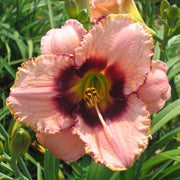Daring Dilemma Daylily from Oakes Daylilies