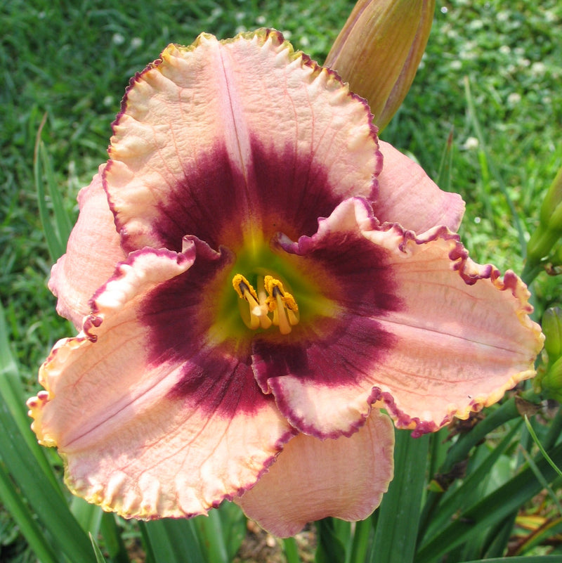 Daring Dilemma Daylily from Oakes Daylilies