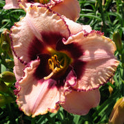 Daring Dilemma Daylily from Oakes Daylilies