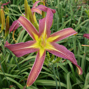 Dark Star Daylily from Oakes Daylilies