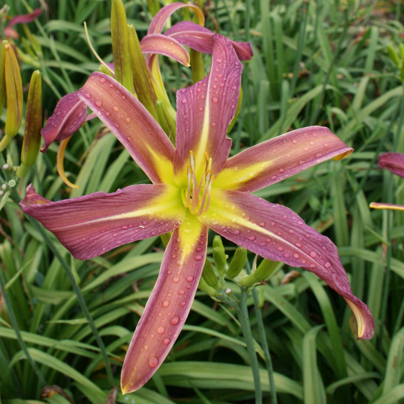 Dark Star Daylily from Oakes Daylilies