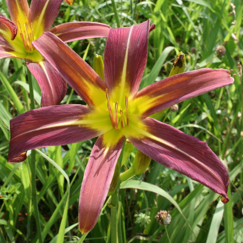 Dark Star Daylily from Oakes Daylilies