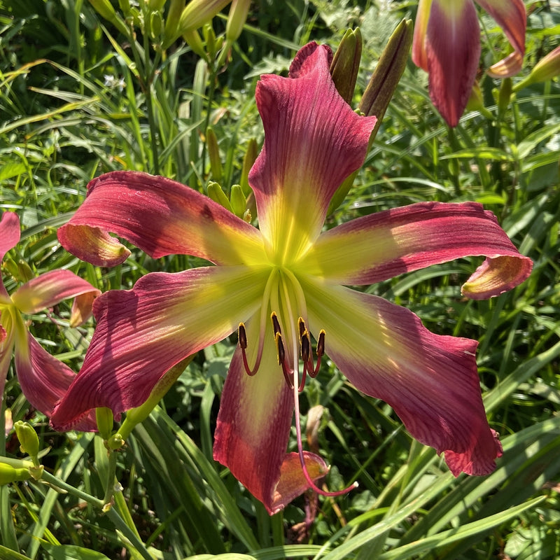 Daybloomer Dreams Daylily from Oakes Daylilies