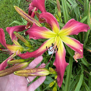 Daybloomer Dreams Daylily from Oakes Daylilies