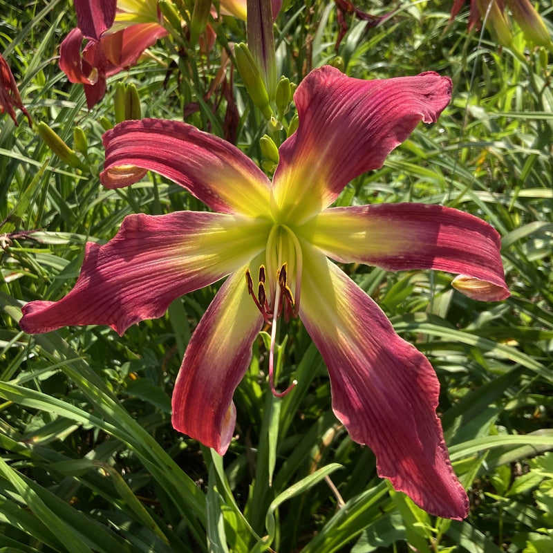 Daybloomer Dreams Daylily from Oakes Daylilies