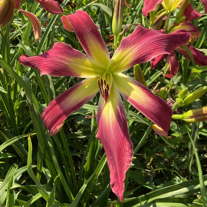 Daybloomer Dreams Daylily from Oakes Daylilies