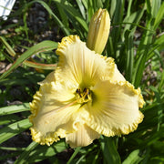 Debbie's Fancy Daylily from Oakes Daylilies
