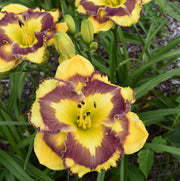 Deep Impact Daylily from Oakes Daylilies
