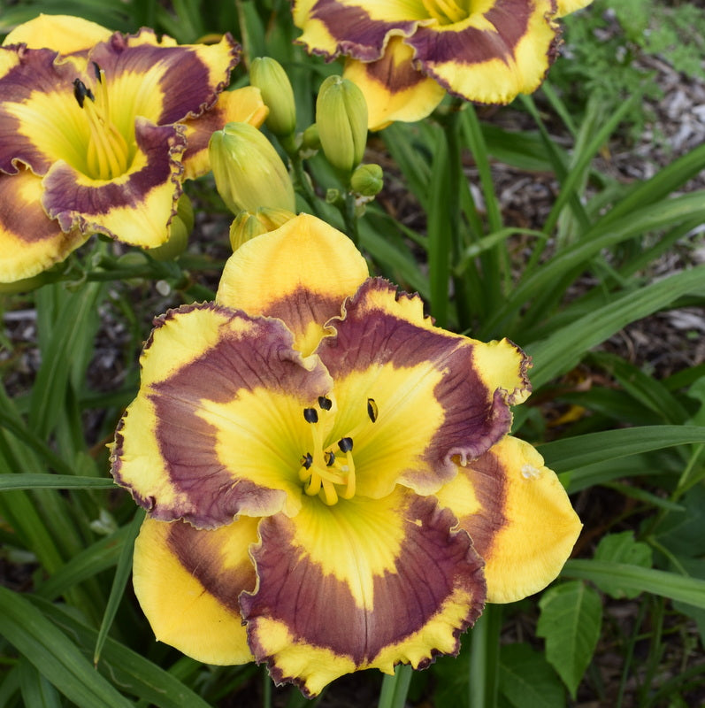 Deep Impact Daylily from Oakes Daylilies