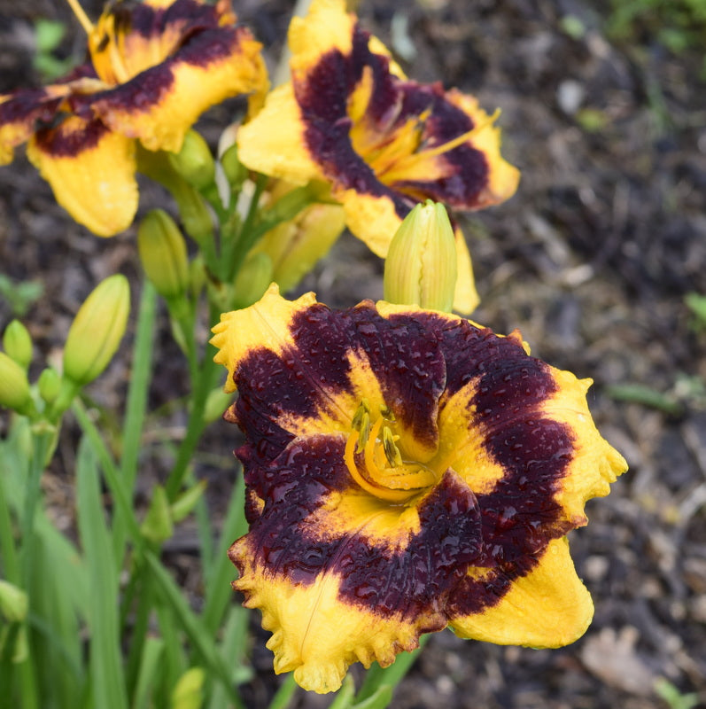 Deep Impact Daylily |Makes an Impression | Oakes Daylilies