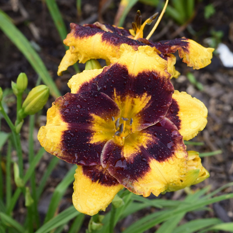 Deep Impact Daylily from Oakes Daylilies