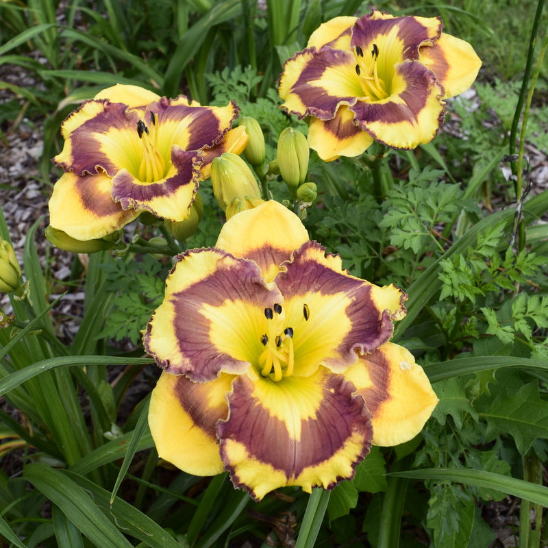 Deep Impact Daylily from Oakes Daylilies