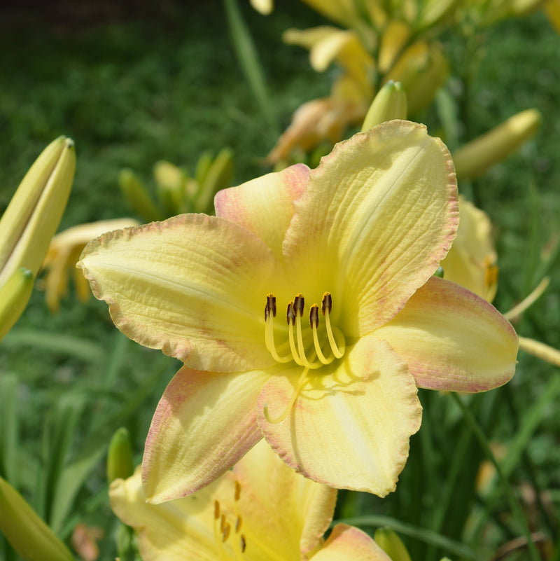 Delicate Design Daylily from Oakes Daylilies