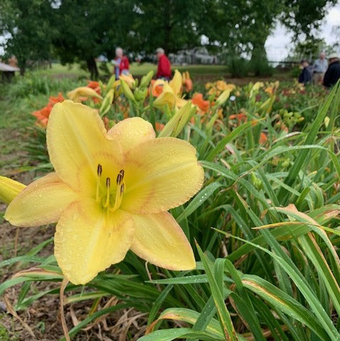 Delicate Design Daylily from Oakes Daylilies