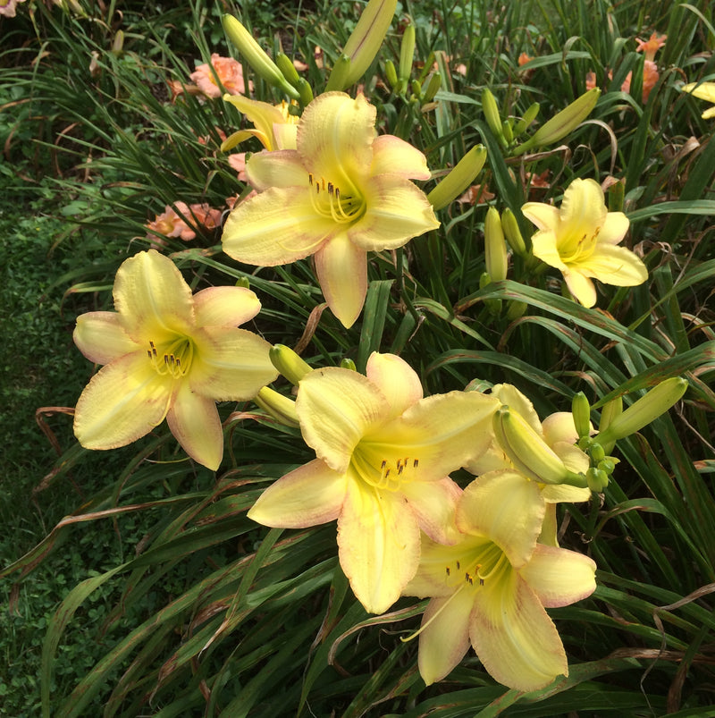 Delicate Design Daylily from Oakes Daylilies