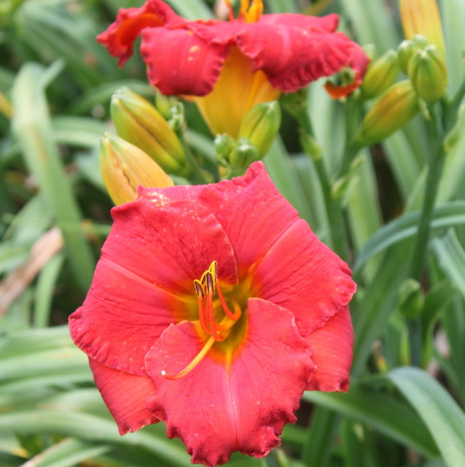 Desert Flame Daylily from Oakes Daylilies