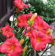 Desert Flame Daylily from Oakes Daylilies
