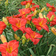 Desert Flame Daylily from Oakes Daylilies