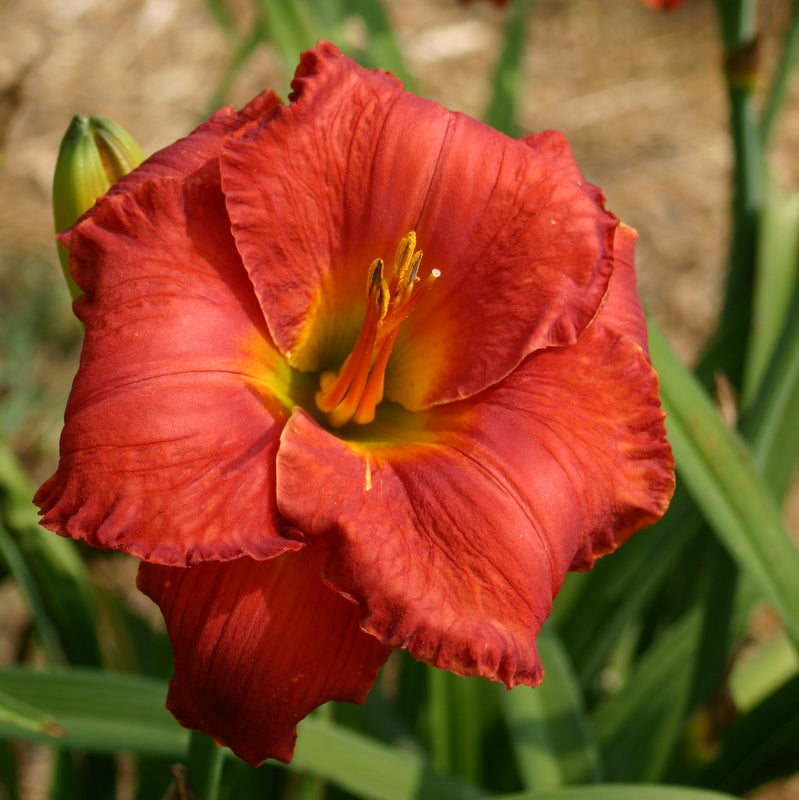 Desert Flame Daylily from Oakes Daylilies