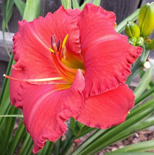 Desert Flame Daylily from Oakes Daylilies