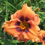 Desert Princess Daylily from Oakes Daylilies