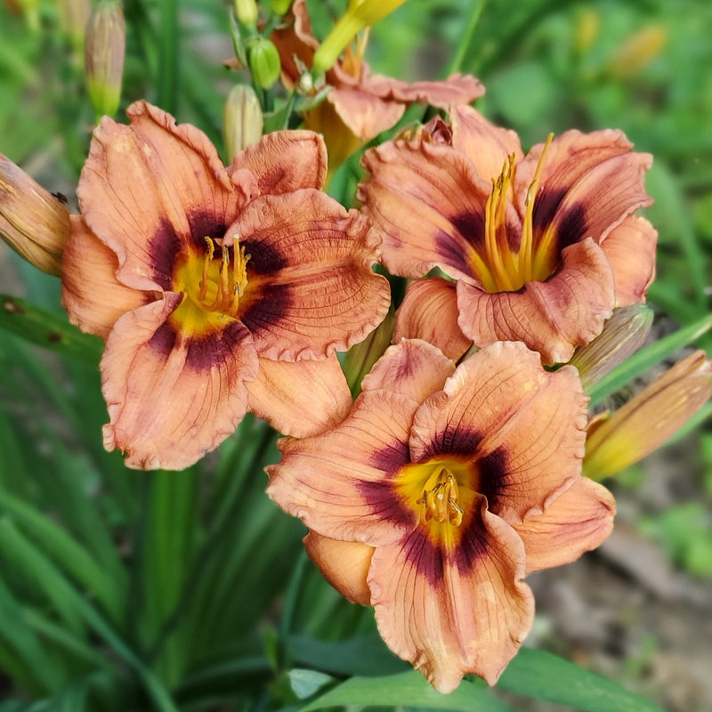 Desert Princess Daylily from Oakes Daylilies
