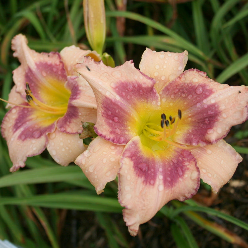 Designer Gown Daylily from Oakes Daylilies