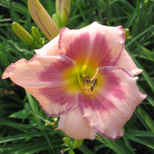 Designer Gown Daylily from Oakes Daylilies