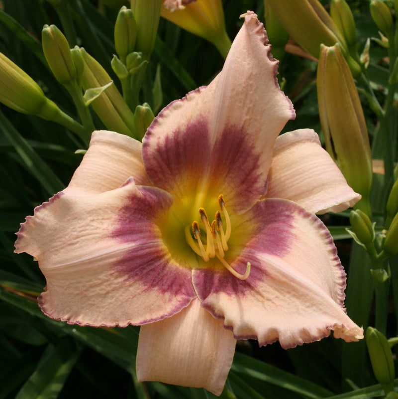Designer Gown Daylily from Oakes Daylilies