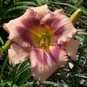 Designer Gown Daylily from Oakes Daylilies