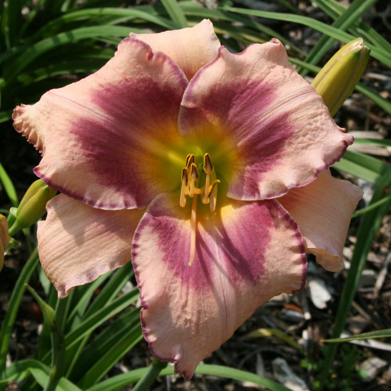 Designer Gown Daylily from Oakes Daylilies