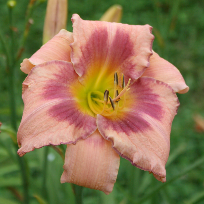 Designer Gown Daylily from Oakes Daylilies