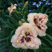 Dewy Sweet Daylily from Oakes Daylilies