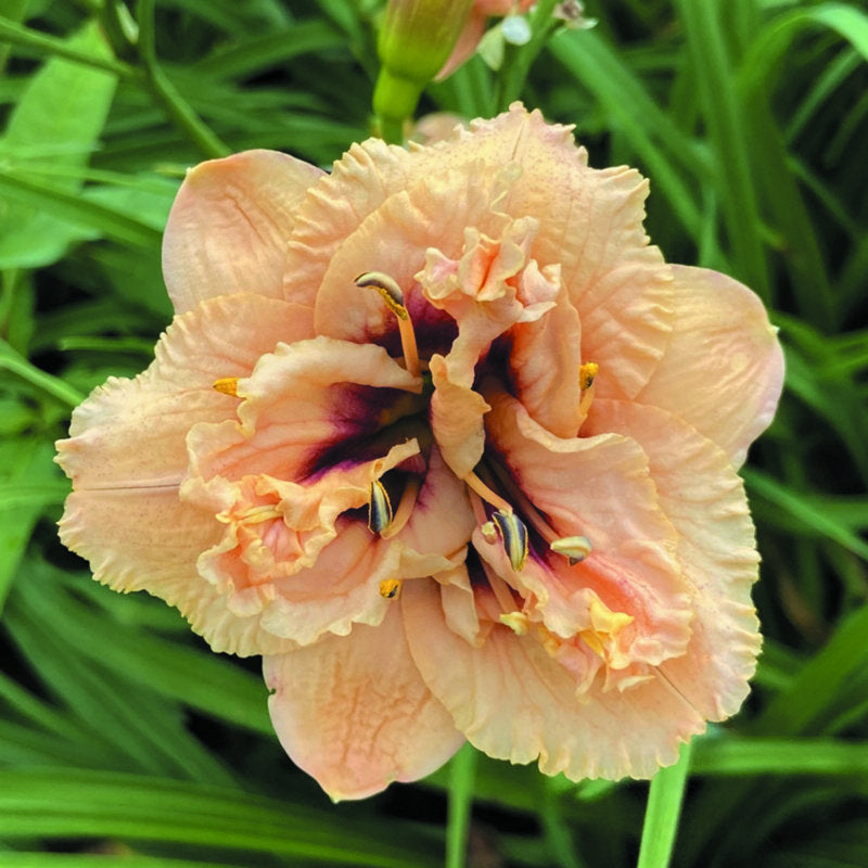 Dewy Sweet Daylily from Oakes Daylilies